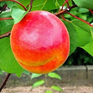 Riesenaprikose Bergeron kaufen | Aprikosenbaum | Baumschule Südflora - Aprikose am Baum