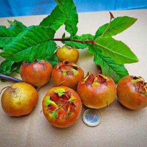 Riesenmispel kaufen | Mispelbaum | Baumschule Südflora - Früchte mit Blattwerk auf einem Tisch und einer Ein-Euro-Münze zum Größenabgleich