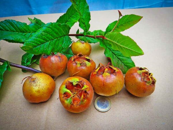 Riesenmispel kaufen | Mispelbaum | Baumschule Südflora - Früchte mit Blattwerk auf einem Tisch und einer Ein-Euro-Münze zum Größenabgleich