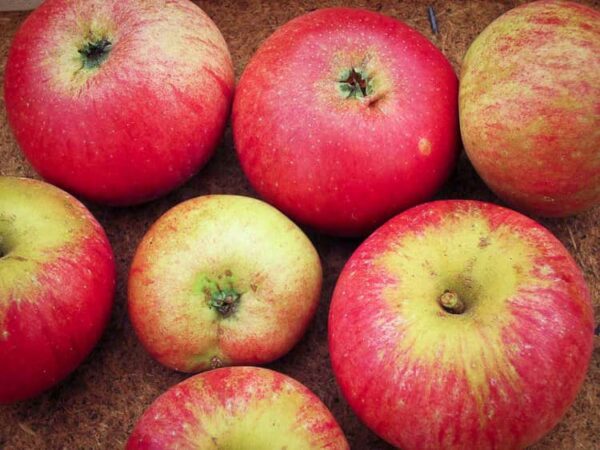 Rosa Claussen bestellen | Apfelbaum | Baumschule Südflora - 7 Äpfel von oben