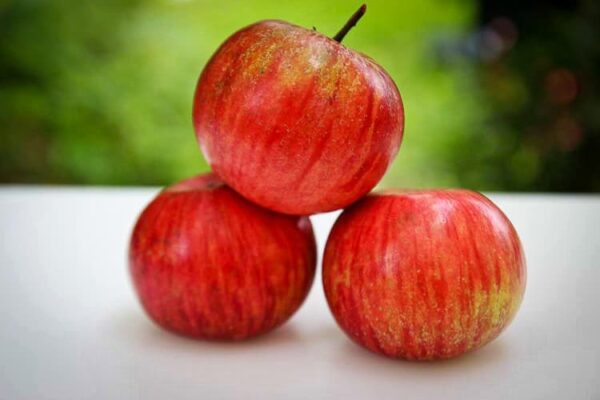 Rosa Claussen / Dithmarscher Borsdofer / Jungferntitt kaufen | Apfelbaum | Baumschule Südflora - drei Äpfel
