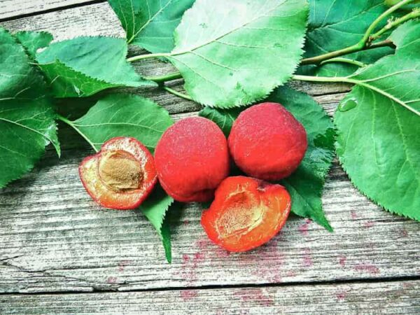 Rote Aprikose bestellen | Aprikosenbaum | Baumschule Südflora - Früchte und ihre Blätter