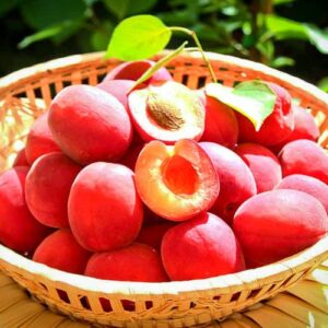 Rote Aprikose kaufen | Aprikosenbaum | Baumschule Südflora - Früchte im Körbchen