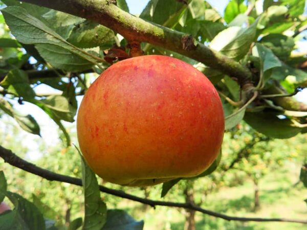 Rote Goldparmäne kaufen | Apfelbaum | Baumschule Südflora - Apfel am Baum