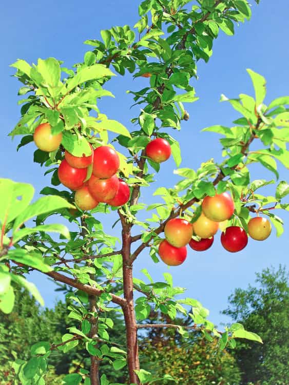 Große Rote Kirschpflaume | Pflaumenbaum | Baumschule Südflora - Jungbaum mit Pflaumen
