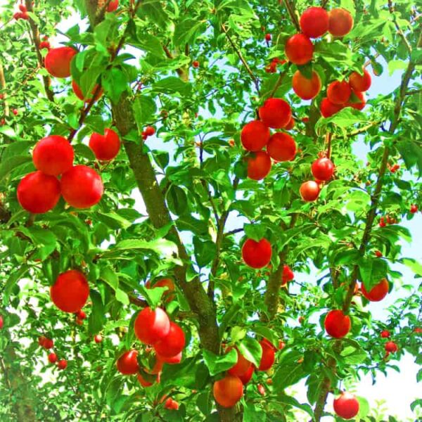 Große Rote Kirschpflaume kaufen - Baum mit Fruchtbehang