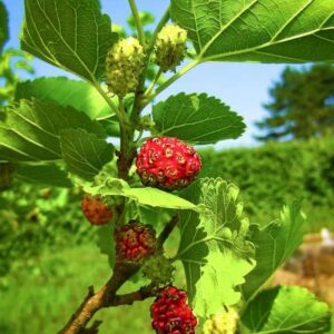 Morus Rubra / Rote Maulbeere kaufen | Maulbeerbaum | Baumschule Südflora - Maulbeeren am Baum