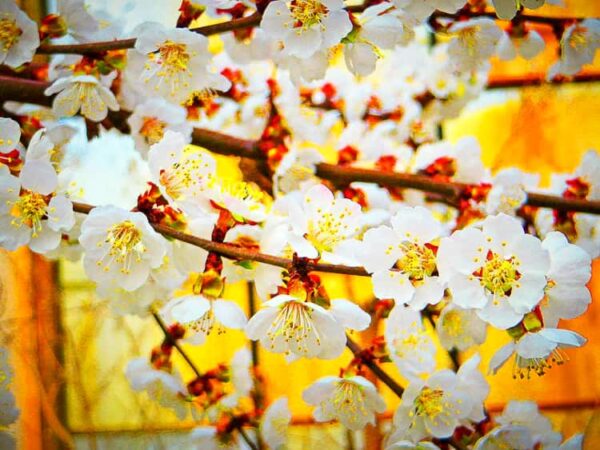 Rote Orangenmarille | Aprikosenbaum | Baumschule Südflora - Blüten am Baum