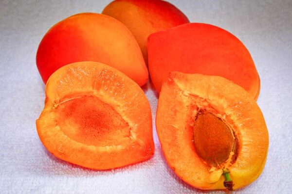 Rote Orangenmarille bestellen | Aprikosenbaum | Baumschule Südflora - Aufgeschnittene Aprikose mit Stein