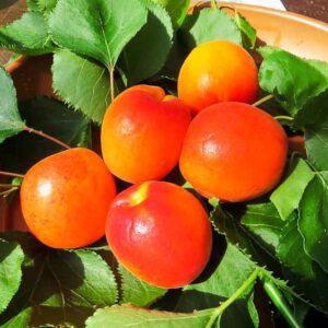 Rote Orangenmarille kaufen | Aprikosenbaum | Baumschule Südflora - Früchte am Baum