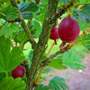 Rote Stachelbeere | Beerenstrauch | Baumschule Südflora - Zweig mit Frucht