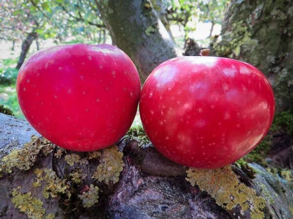 Rote Sternrenette | Apfelbaum | Baumschule Südflora - Zwei Äpfel des Weihnachtsapfel / Herzapfel