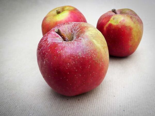 Roter Boskoop kaufen | Apfelbaum | Baumschule Südflora - Drei Äpfel