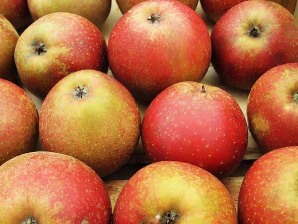 Roter Boskoop kaufen - viele Äpfel schön sortiert aufgereiht