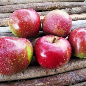 Roter Eiserapfel kaufen | Apfelbaum | Baumschule Südflora - Fünf Äpfel auf Holzunterlage