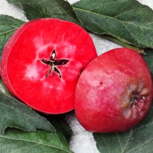 Roter Feuerapfel kaufen | Apfelbaum | Baumschule Südflora - Aufgeschnittener Apfel im Quer