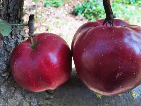 Roter Herbstkalvill bestellen | Apfelbaum | Baumschule Südflora - großer und kleiner Apfel nebeneinander
