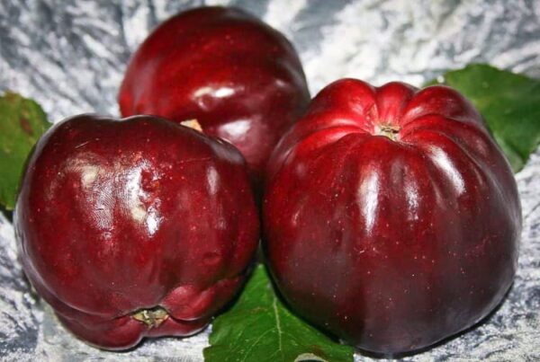 Roter Herbstkalvill / Paradiesapfel kaufen | Apfelbaum | Baumschule Südflora - Drei Äpfel samt Blattwerk