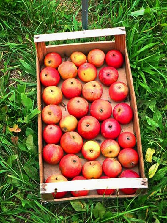 Roter Holsteiner Cox "Royal" kaufen | Apfelbaum | Baumschule Südflora - Äpfel in einer Kiste