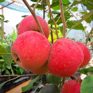 Roter Jonathan kaufen | Apfelbaum | Baumschule Südflora - Äpfel am Baum