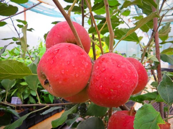 Roter Jonathan kaufen | Apfelbaum | Baumschule Südflora - Äpfel am Baum
