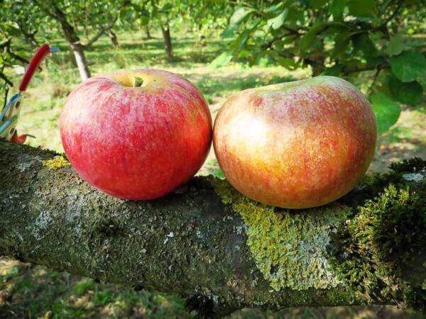 Roter Jungfernapfel / Chrysofsker kaufen | Apfelbaum | Baumschule Südflora - zwei Äpfel liegen auf einem Baumstamm