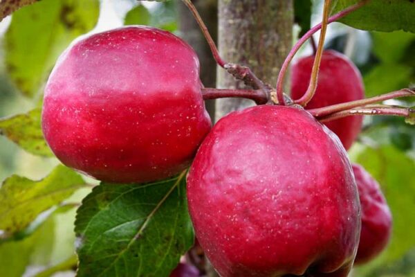 Roter Augustapfel / Klarapfel/ Astrachan kaufen | Apfelbaum | Baumschule Südflora - zwei Äpfel am Baum