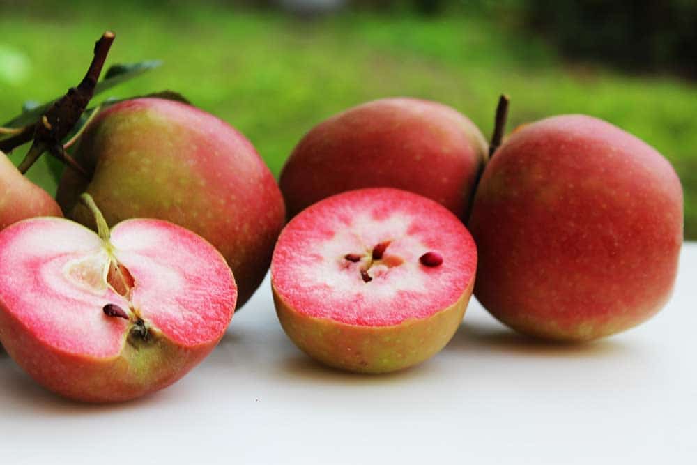 Roter Lokiapfel kaufen | Apfelbaum Südflora 