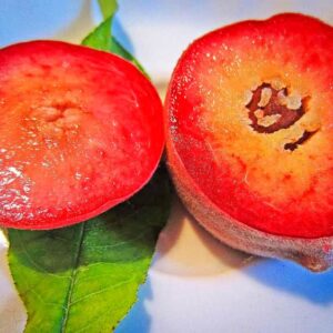 Roter Norwegischer Pfirsich kaufen | Pfirsichbaum | Baumschule Südflora - aufgeschnittene Frucht