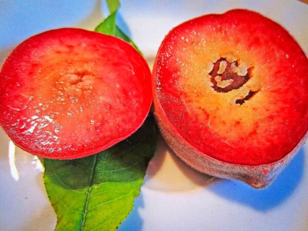 Roter Norwegischer Pfirsich kaufen | Pfirsichbaum | Baumschule Südflora - aufgeschnittene Frucht
