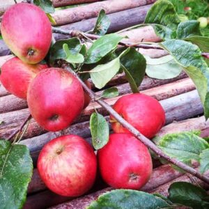 Roter Trierer Weinapfel kaufen | Apfelbaum | Baumschule Südflora - Astmit Äpfeln und Blattwerk
