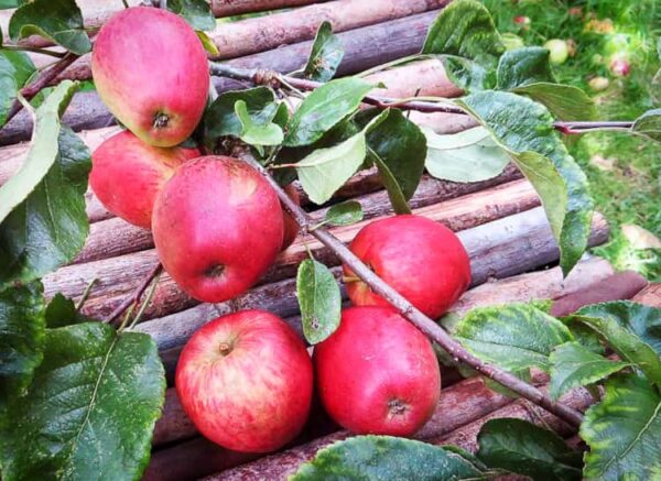 Roter Trierer Weinapfel kaufen | Apfelbaum | Baumschule Südflora - Astmit Äpfeln und Blattwerk