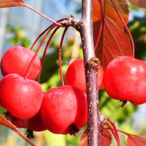 Roter Zierapfel kaufen | Apfelbaum | Baumschule Südflora - Äpfel am Baum