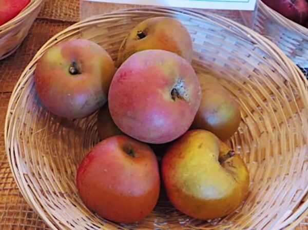 Rotfransch kaufen | Apfelbaum | Baumschule Südflora - Äpfel im Bastkörbchen