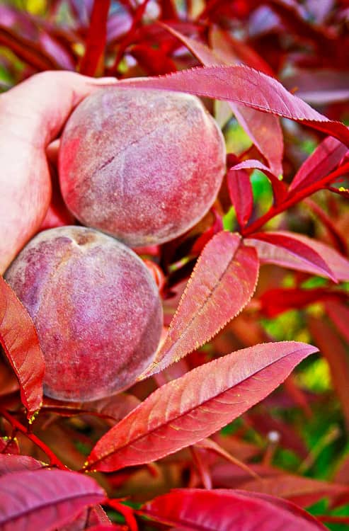 Rubira / Blutpfirsich | Pfirsichbaum | Baumschule Südflora - zwei Früchte in einer Hand