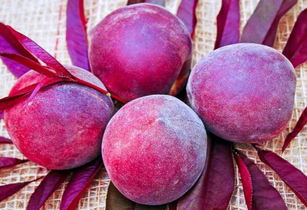Rubira / Blutpfirsich kaufen | Pfirsichbaum | Baumschule Südflora - Vier Pfirsiche auf einem Tisch