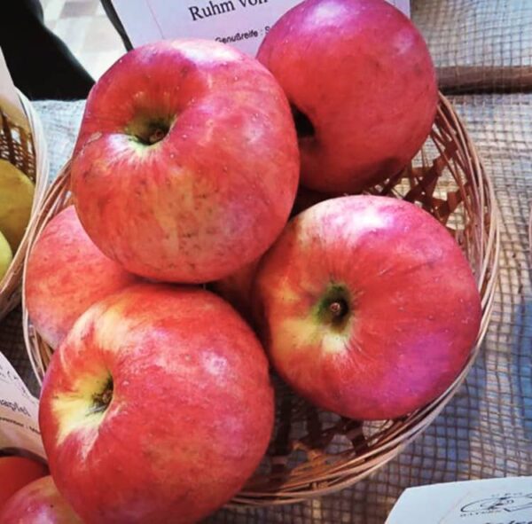 Ruhm aus Vierlanden kaufen | Apfelbaum | Baumschule Südflora - Vier Äpfel im Körbchen