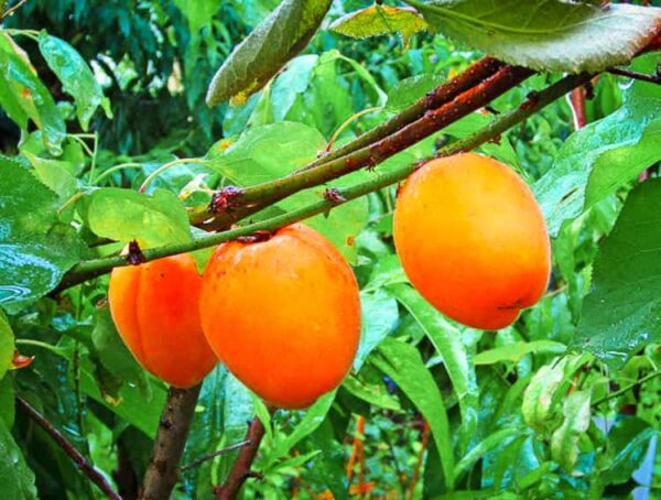 Schöne vom Bach Naryn | Aprikosenbaum kaufen | Kirgisische Aprikose - Früchte am Baum