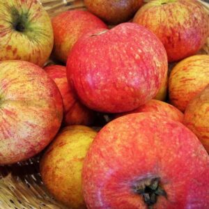 Schöner von Bath kaufen | Apfelbaum | Baumschule Südflora - Äpfel im Korb