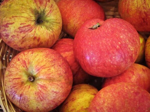 Schöner von Bath bestellen | Apfelbaum | Baumschule Südflora - Apfelhaufen