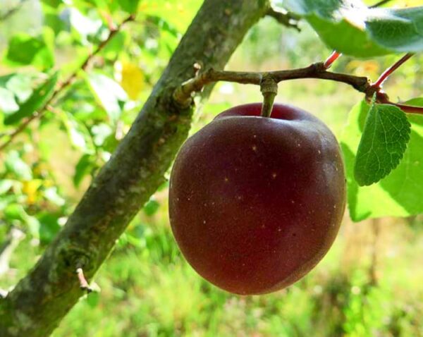 Schwarze Aprikose bestellen | Aprikosenbaum | Baumschule Südflora - Frucht am Baum