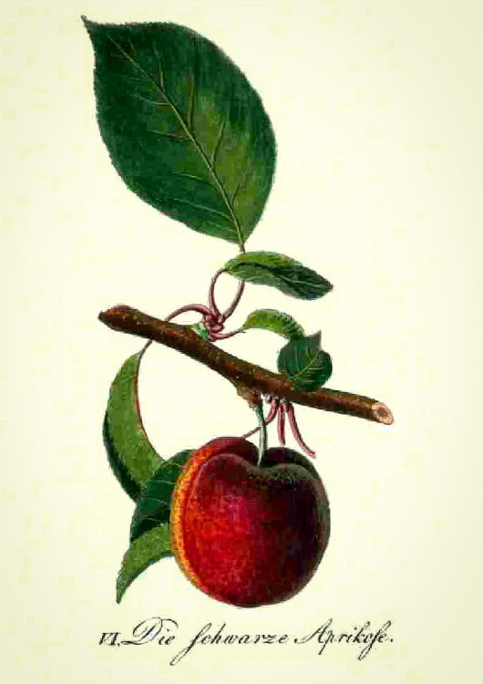 Schwarze Aprikose kaufen | Aprikosenbaum | Baumschule Südflora - Zeichnung der Frucht