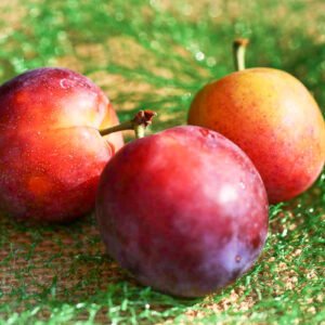 Biricoccolo / Schwarze Aprikose kaufen | Aprikosenbaum - Drei Pflaumen im Bild