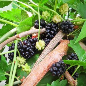 Schwarze Maulbeere kaufen | Maulbeerbaum | Baumschule Südflora - Beeren am Baum