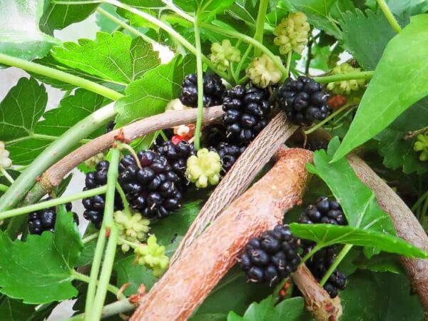 Schwarze Maulbeere / Morus Nigra kaufen | Maulbeerbaum | Baumschule Südflora - Beeren am Baum