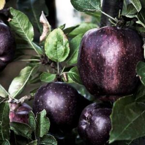 Black Star Original / Schwarzer Edelapfel kaufen | Apfelbaum mit reifen Früchten