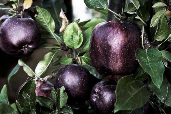 Schwarzer Edelapfel kaufen | Apfelbaum mit reifen Früchten