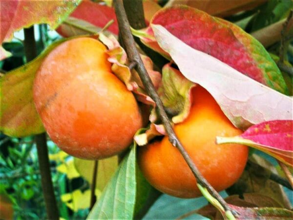 Sharonfrucht kaufen | Kakibaum | Baumschule Südflora - Früchte am Baum