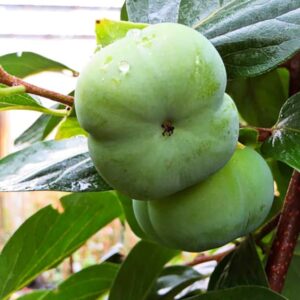 Sharonfrucht | Kakibaum | Baumschule Südflora - unreife Kaki am Baum