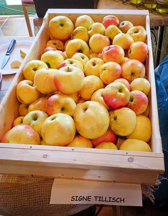 Signe Tillisch bestellen | Apfelbaum | Baumschule Südflora - Äpfel in einer Kiste